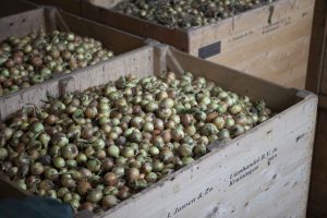 Kisten met uien bij J. Jansen Uienhandel BV Kruiningen